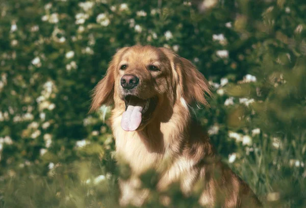 Retrato Del Perro Hovawart Crían Las Flores Primaverales Transformación Artística — Foto de Stock