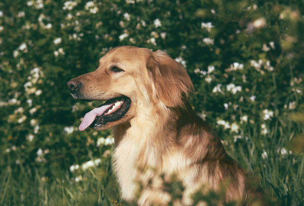 Portrait of a dog hovawart breed in spring flowers. in artistic processing.
