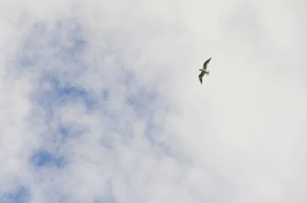 Uccello Nel Cielo — Foto Stock