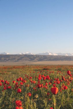 tarlada kırmızı çiçekler