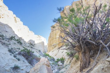 Manzara. Beyaz duvarlı kanyon