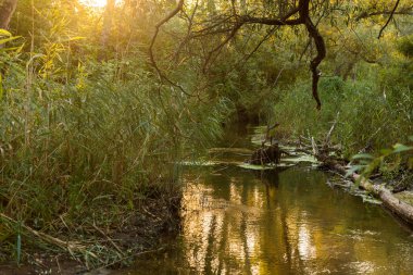 Çiçekler ve Vahşi Yaşamla Sonbahar Gölü