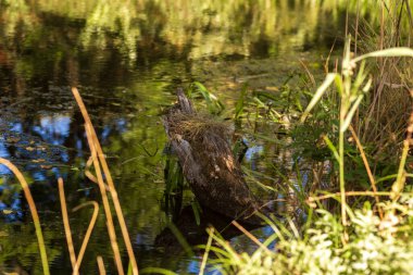 Çiçekler ve Vahşi Yaşamla Sonbahar Gölü