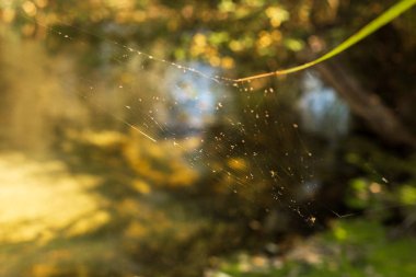 Çiçekler ve Vahşi Yaşamla Sonbahar Gölü