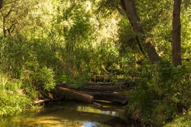 Çiçekler ve Vahşi Yaşamla Sonbahar Gölü