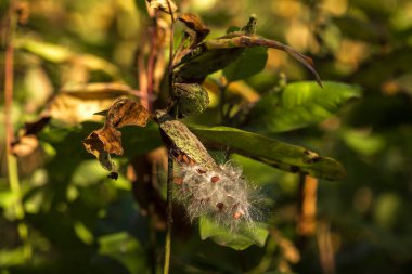 Çiçekler ve Vahşi Yaşamla Sonbahar Gölü