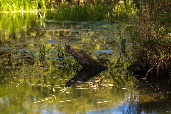 Çiçekler ve Vahşi Yaşamla Sonbahar Gölü