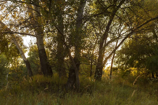 Çiçekler ve Vahşi Yaşamla Sonbahar Gölü