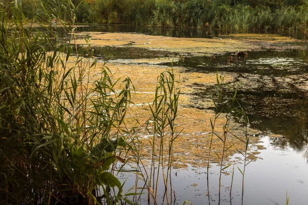 Çiçekler ve Vahşi Yaşamla Sonbahar Gölü