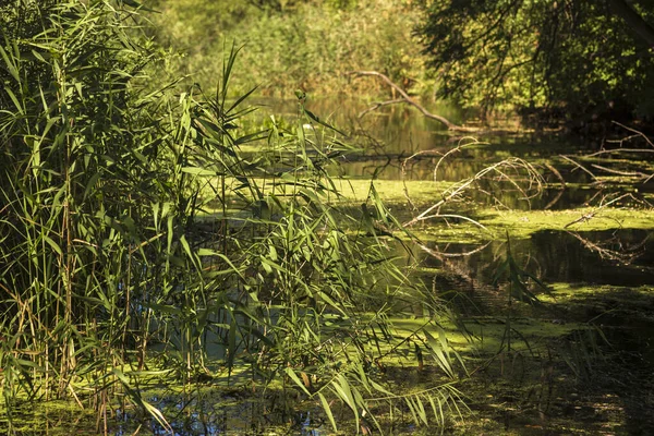 Çiçekler ve Vahşi Yaşamla Sonbahar Gölü
