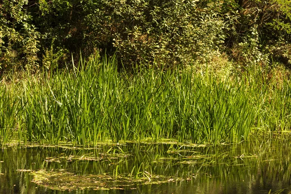 Çiçekler ve Vahşi Yaşamla Sonbahar Gölü