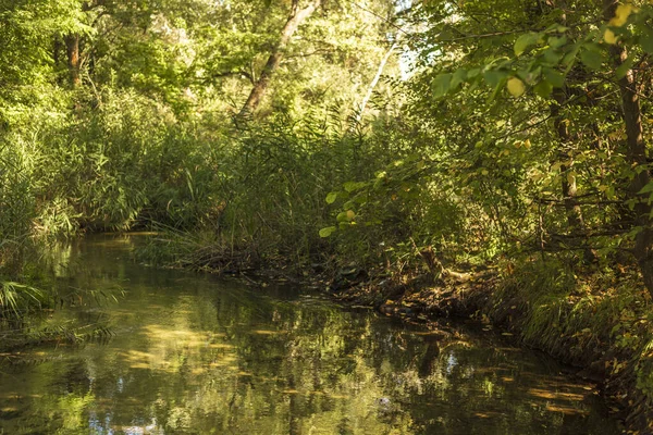 Çiçekler ve Vahşi Yaşamla Sonbahar Gölü