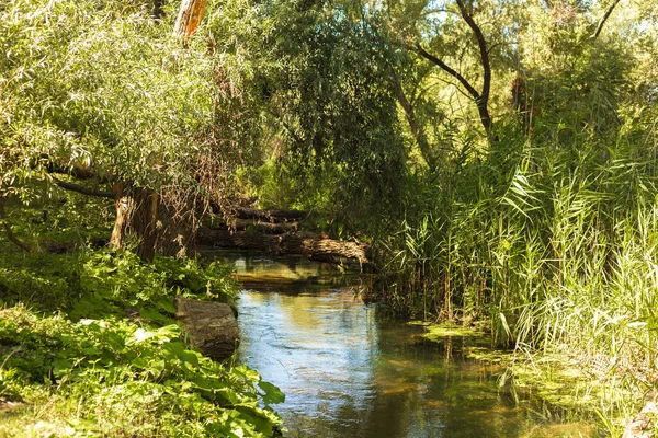 Çiçekler ve Vahşi Yaşamla Sonbahar Gölü