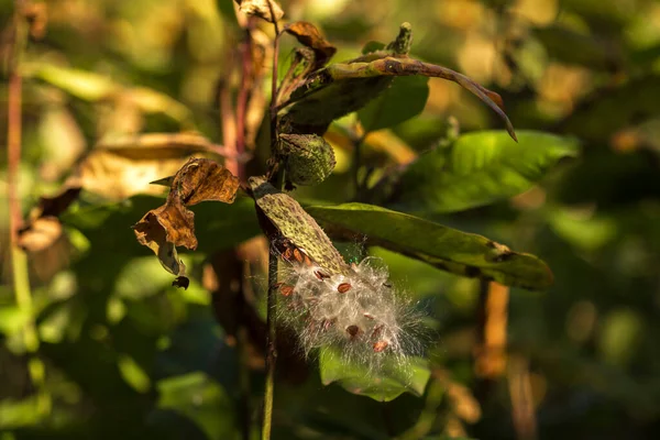 Çiçekler ve Vahşi Yaşamla Sonbahar Gölü