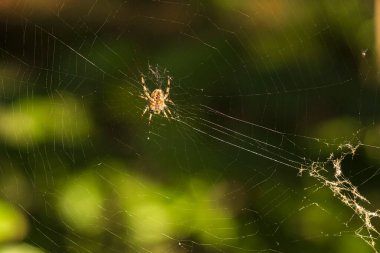Çiçekler ve Vahşi Yaşamla Sonbahar Gölü