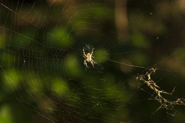 Çiçekler ve Vahşi Yaşamla Sonbahar Gölü