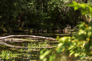 Gölün güzel manzarası