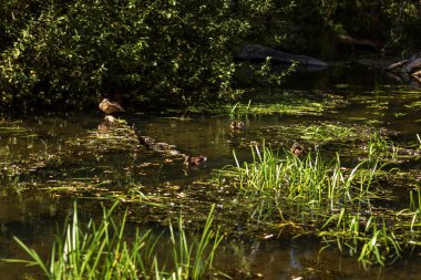 Ördekli bir gölete yakın çekim.