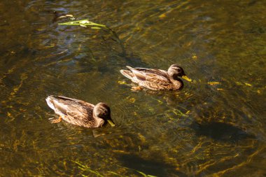 Ördekler gölette yüzer.