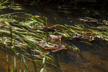 Yeşil çimenli bataklık