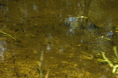 Nehrin sularında bir sürü küçük balık.