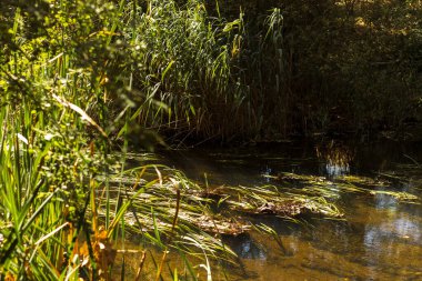 Doğa sahnesinde güzel manzara