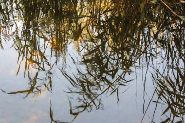 Ormanda nehri olan güzel bir manzara.