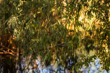 Ormandaki nehrin güzel manzarası