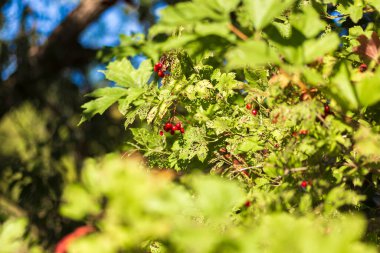Çalının içinde olgun kırmızı meyveler
