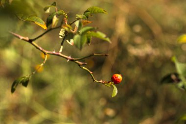 Yakın plan - Bahçedeki kırmızı gül kalçası