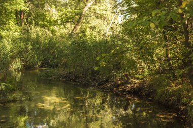 Parktaki güzel nehir. Yaz manzarası.