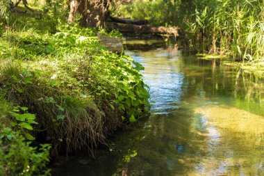 Ormandaki küçük nehir