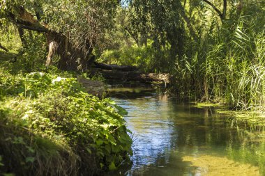 Kırsalda bir ormanda nehir