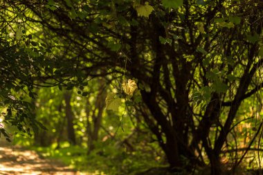 Ormanda sonbahar ağaçları, Slovakya