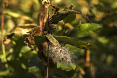 yeşil mısır tarlasında