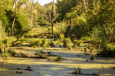 Sonbahar ormanlarındaki güzel nehir, doğa serisi.