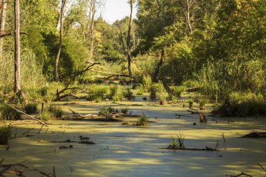 Ormandaki nehir, güzel dijital fotoğraf