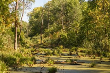 Ormanı ve ağacı olan küçük bir gölet.