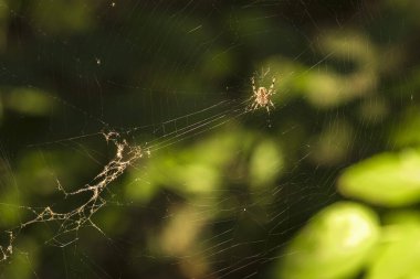Örümcek ağı doğadaki ağaçta