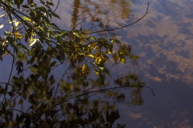 Ormanda sonbahar yaprakları, sonbahar mevsimi