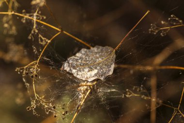 Örümcek ağlı örümcek ağı