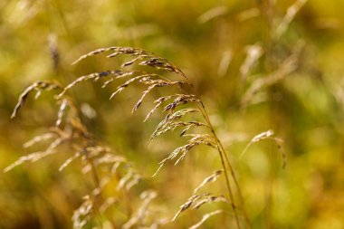 Tarladaki kuru otları kapatın.