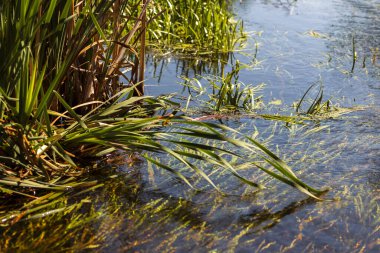 Nilüferler gölette