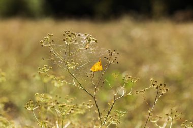 Sarı ve siyah kelebek yeşil çimlerin üzerinde