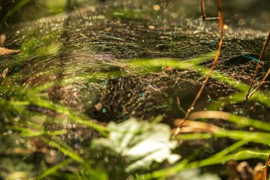 Çimlerin üzerinde çiy damlaları olan örümcek ağı