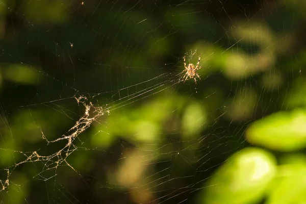 Çiçekler ve Vahşi Yaşamla Sonbahar Gölü