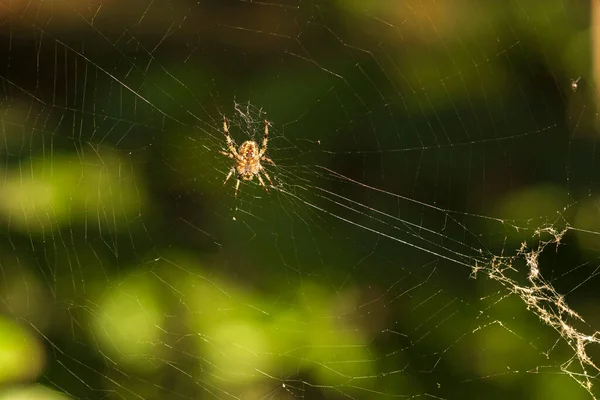 Örümcek ağıyla örümceği doğada