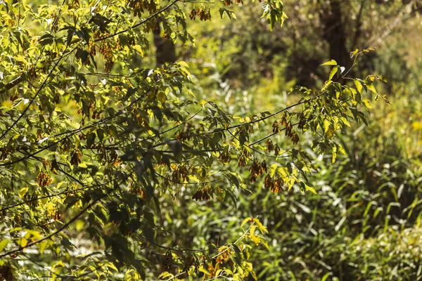 Ormanda yeşil yapraklar, sonbahar bitkileri ve yapraklar