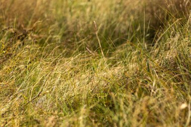 Ormandaki çimlerin yakınına.