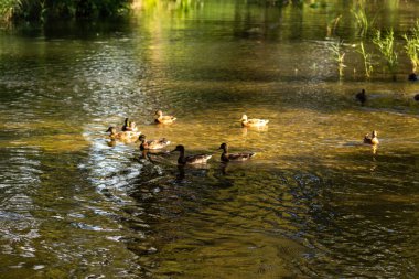 Yansımalı bir gölde vahşi ördekler